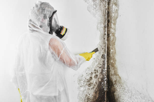 Professional Mold Removal in The Colony, TX