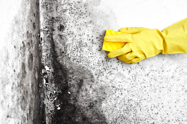 Best Same-Day Mold Removal  in The Colony, TX
