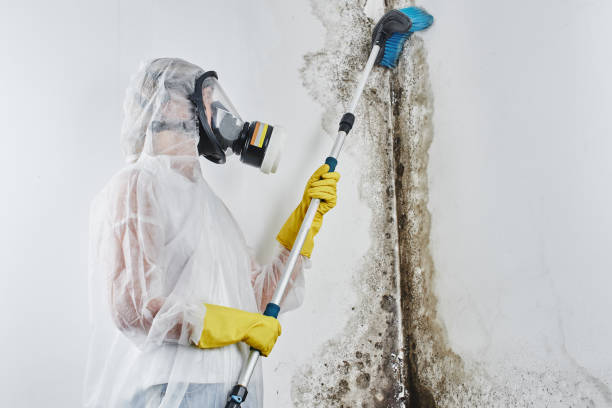 Best Same-Day Mold Removal  in The Colony, TX