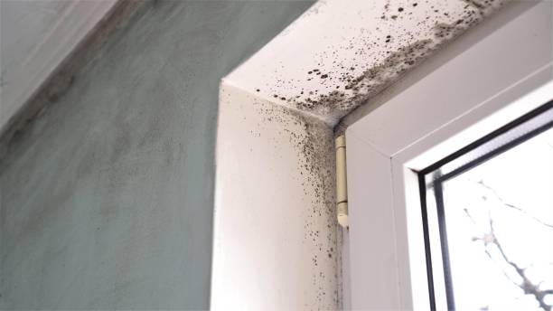 Best Emergency Mold Removal  in The Colony, TX