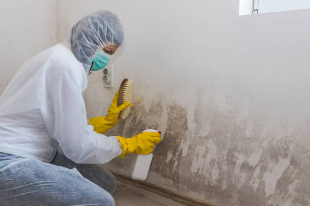 Attic Mold Removal in The Colony, TX