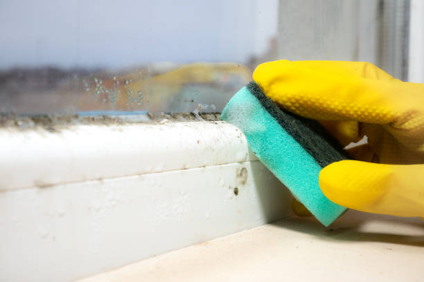 Best Fast Mold Removal  in The Colony, TX