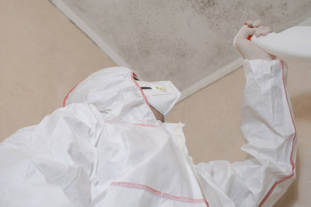 Best Black Mold Removal  in The Colony, TX