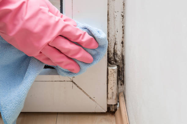 Best Professional Mold Removal  in The Colony, TX