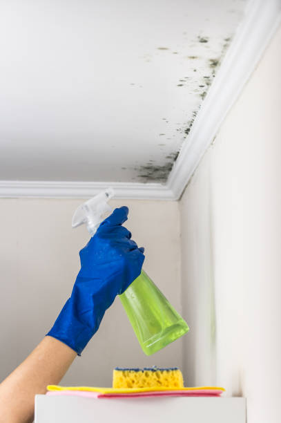 Home Mold Removal in The Colony, TX