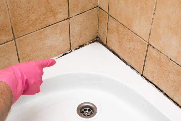 Best Toxic Mold Removal  in The Colony, TX